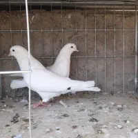 کبوتر ساعت بالا پرشی جفتی