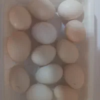 تخم مرغ نطفه دار نژاد گلین چهل تاج