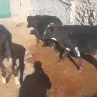 گوساله دورگ بومی کوردستان۴ راس|حیوانات مزرعه|طاهرگوراب, |دیوار