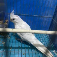 آلبینو ماده معاوضه