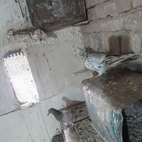 سارقزوینی خالص