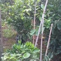 فروش انواع نهال و گل|خدمات باغبانی و درختکاری|نشتارود, |دیوار