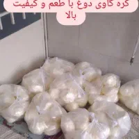 کره گاوی دوغی