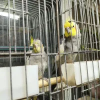 طوطی عروس هلندی|پرنده|شهریار, حصار ساتی|دیوار