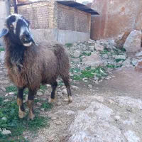 میش ۱۲میلیون|حیوانات مزرعه|مسجد سلیمان, |دیوار