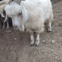 بز نر