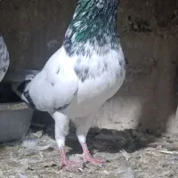 هفت عدد تکپر