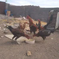 مرغ و خروس لاری و کاه فروشی