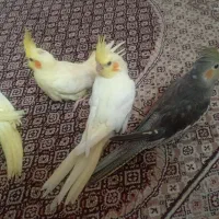 جوجه عروس هلندی