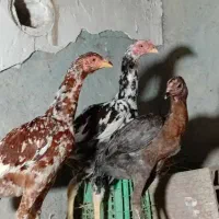 حیوان|حیوانات مزرعه|گرگان, |دیوار