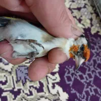 سهره نر خاص خاص|پرنده|تبریز, |دیوار