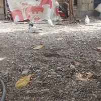 فروش کبوتر ساعتی