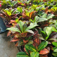 کارگر باغبانی