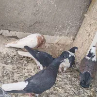 کلاغ دم سفید ماده 700 تومن