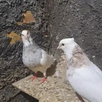 کبوتر طوقی رودان