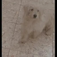 سگ شناسنامه دار