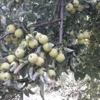فروش سیب سر درخت