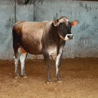 یک راس گاو شیری قیمت مناسب