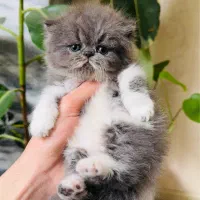 بچه گربه پرشین