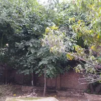 رهن کامل تکواحدی دربست ویلایی۴۰۰متری در سروینه باغ|اجارهٔ خانه و ویلا|ساری, |دیوار