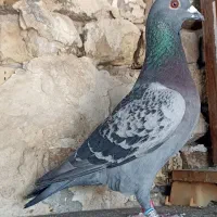 6عدد کبوتر گرفتنی مسابقات بنزینگ .پیگو