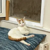 گربه|حیوانات|زنجان, |دیوار