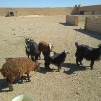 میش و بره وبز ترکی جوان|حیوانات مزرعه|اصفهان, تیران|دیوار