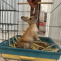 خرگوش|موش و خرگوش|اردبیل, |دیوار