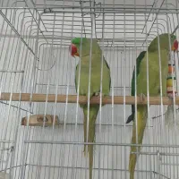 جوجه شاه طوطی نر