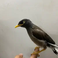جوجه مرغ مینا دستی سخنگو