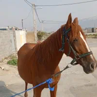 مادیان گم شده|حیوانات|ایذه, |دیوار