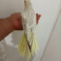 جوجه عروس هلندی ایزابلا ، مرواریدی ، سینامون|پرنده|اندیشه, شهرک مریم|دیوار