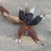 کبوتر دم سفید