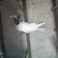 کبوتر|پرنده|مرودشت, ابوذر شمالی‎|دیوار