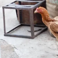 مرغ لاری اصیل ترک|حیوانات مزرعه|اسدآباد, |دیوار