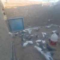 کفتر ساده|پرنده|بردسکن, |دیوار