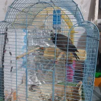 مرغ مینا سخنگو