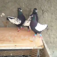 سینه ای زردکاکل.شتری سیاه افغان.کربلایی سرسفیدابلغ