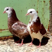 ۱۷کفتر عالی یکجا دونه ۲۵۰ مقطوع تکیم ۲۵۰تا۵۰۰