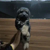 سگ ژرمن شپرد ماده مو بلند|سگ|تهران, توحید|دیوار