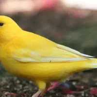 معاوضه ۲ قناری نر باسهره