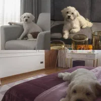 سگ نژاد تریر|سگ|تهران, زعفرانیه|دیوار