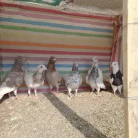 کبوترنامه بر|پرنده|کنگاور, |دیوار