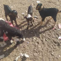 کهره شیری تازه|حیوانات مزرعه|شیراز, بید زرد|دیوار