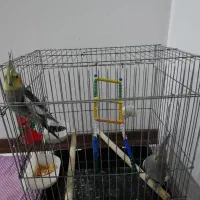 عروس هلندی نر