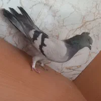 کبوتر اصفهانی  محلقی