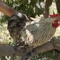 فروش خروس زینتی نژاد کوشین|حیوانات مزرعه|تهران, بلوار کشاورز|دیوار