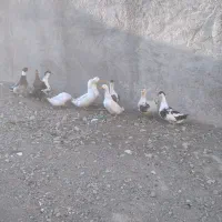 اردک|حیوانات مزرعه|جوادآباد, |دیوار