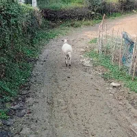 گوسفند نر|حیوانات مزرعه|گوراب زرمیخ, |دیوار