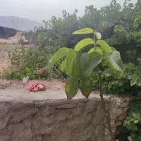 منزل  ویلایی دوخوابه|اجارهٔ خانه و ویلا|ارژن, |دیوار